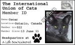 Cat Union Card Oscar